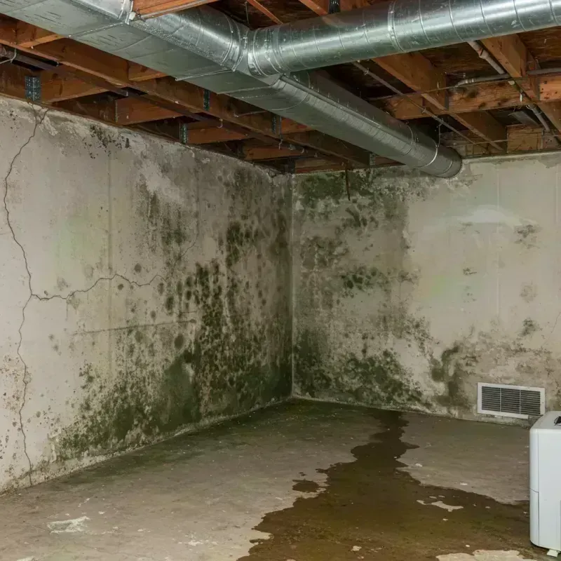 Professional Mold Removal in Fayette County, IL